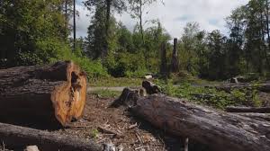 Best Tree Risk Assessment  in Petaluma, CA