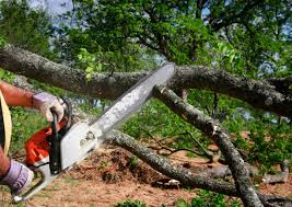 How Our Tree Care Process Works  in  Petaluma, CA