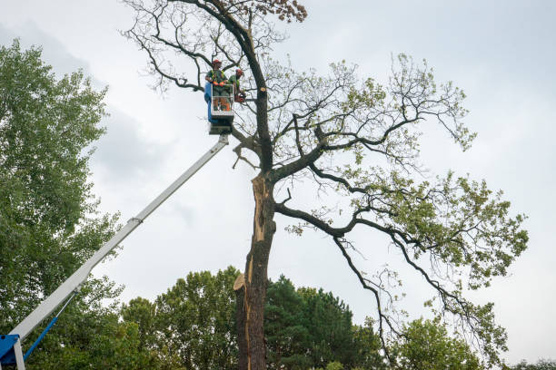 Trusted Petaluma, CA Tree Removal Experts